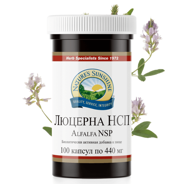 Люцерна